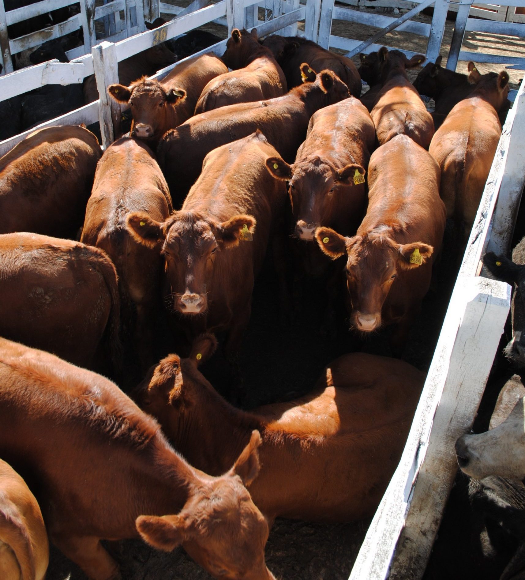Ramirez Rural Resumen de precios pagados en los remates semanales de La Ganadera de ...